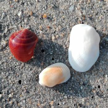 visionthrulens_15624132_1813586335526656_7117996450088222720_n